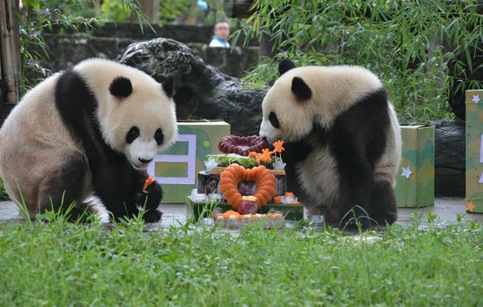 Perayaan Ulang Tahun Panda Raksasa Kembar di Tiongkok Timur-Image-1