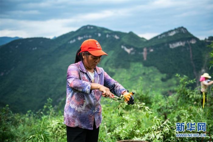 Tongzi, Guizhou: Industri Lada Tingkatkan Pendapatan-Image-2