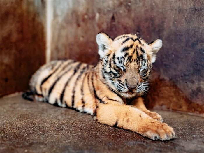 Kebun Binatang Shanghai Cari Nama untuk Bayi Harimau-Image-8