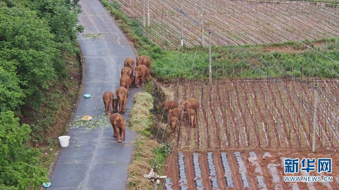 Lagi, Gajah Asia di China Bermigrasi, Kali Ini Sepanjang 12,1 KM-Image-2