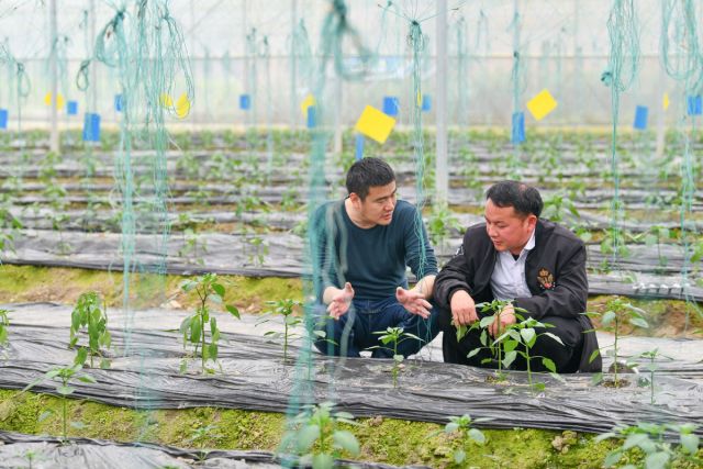 POTRET: Pasangan di China yang Beralih dari Pekerja Migran Menjadi Petani Profesional-Image-6
