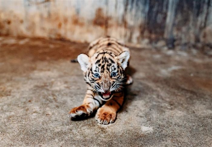 Kebun Binatang Shanghai Cari Nama untuk Bayi Harimau-Image-9