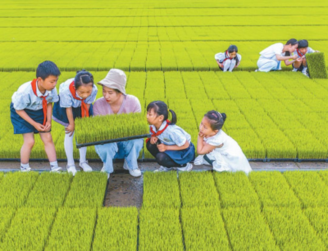 Anak-anak di Jiangsu Belajar Siklus Pertumbuhan Padi-Image-1
