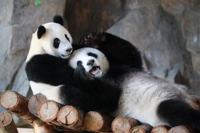 Anak Panda Menantikan Nama dari Saran Publik-Image-3