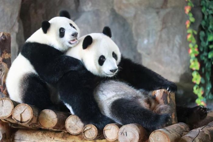 Anak Panda Menantikan Nama dari Saran Publik-Image-5
