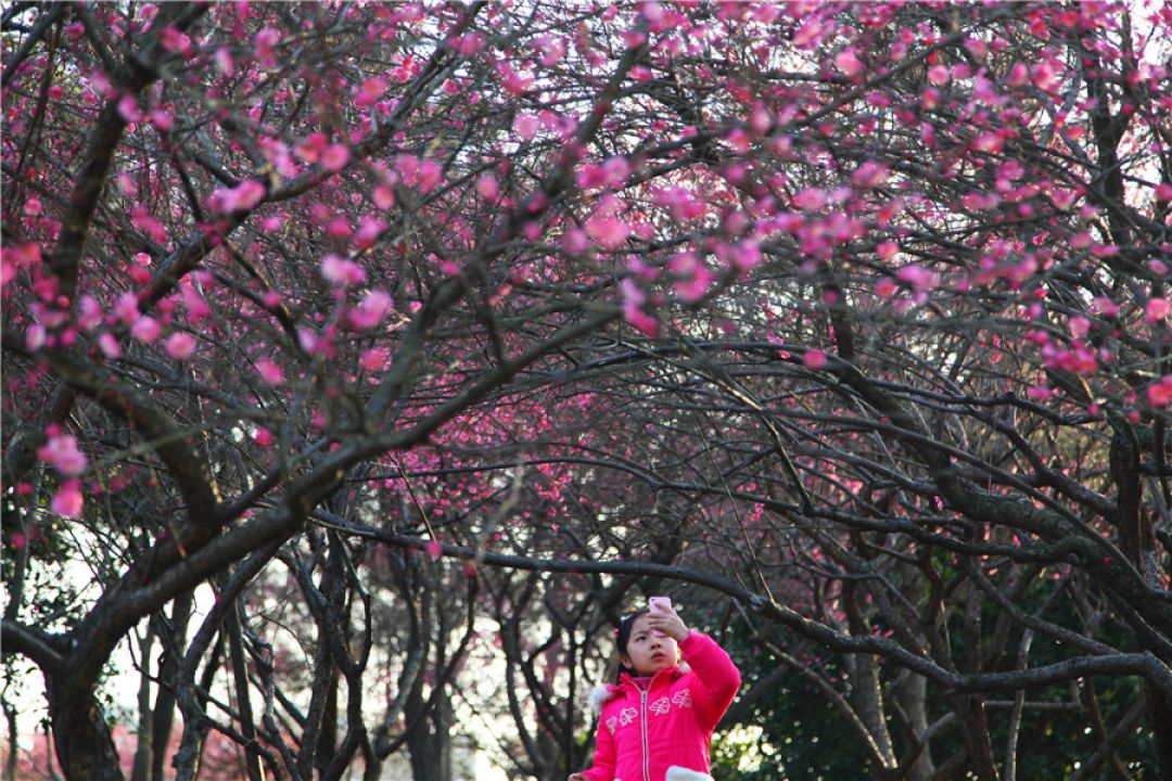 9 Hal tentang Awal Musim Semi di China-Image-4