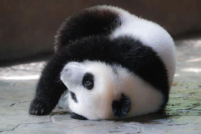 Anak Panda Menantikan Nama dari Saran Publik-Image-1