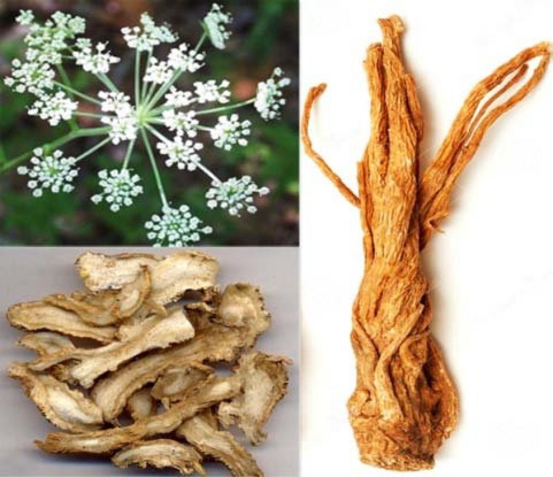 Angelica Sinensis Rasa Manis Pedas, Ini Manfaatnya-Image-1