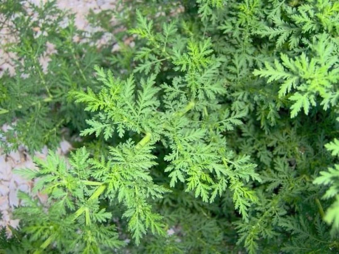 Artemisia Annua, Tanaman Herbal Pembasmi Malaria-Image-1