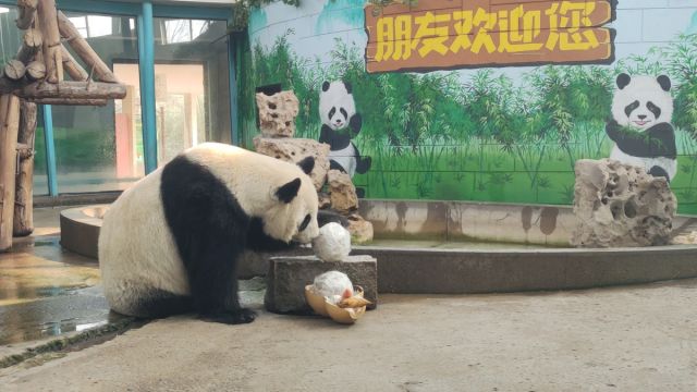 Yuanxiao, Menu Hewan Spesial di Kebun Binatang Tianjin di Festival Lentera-Image-2