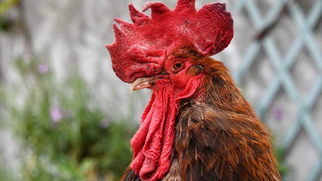 Ini Alasannya Ayam Masuk Dalam 12 Deretan Shio-Image-1