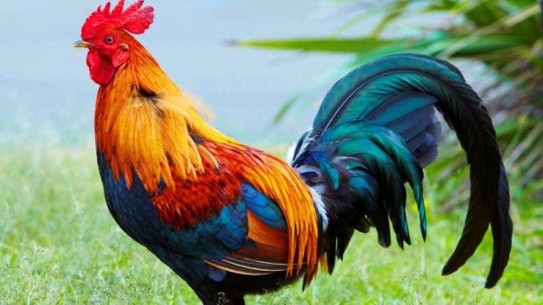 Ramalan Shio Ayam Menurut Jam Kelahiran-Image-1