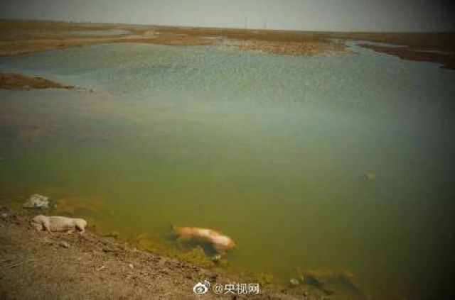 Puluhan Babi Mati Ditemukan di Sungai Kuning-Image-1