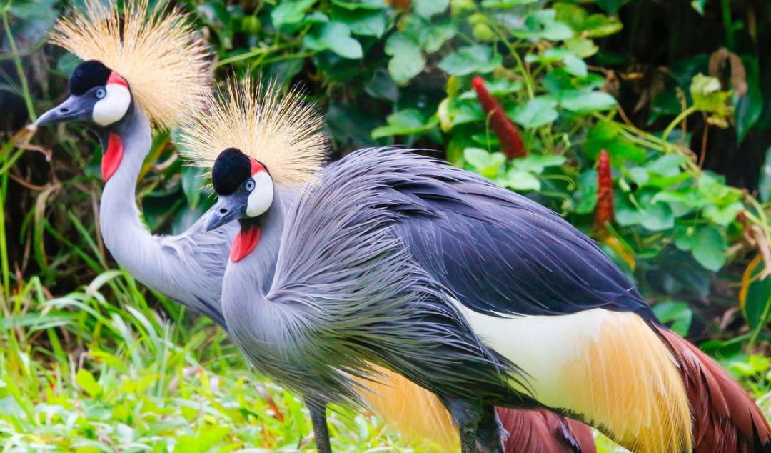Melihat Berbagai Macam Burung Mancanegara di Taman Burung Nansha-Image-7