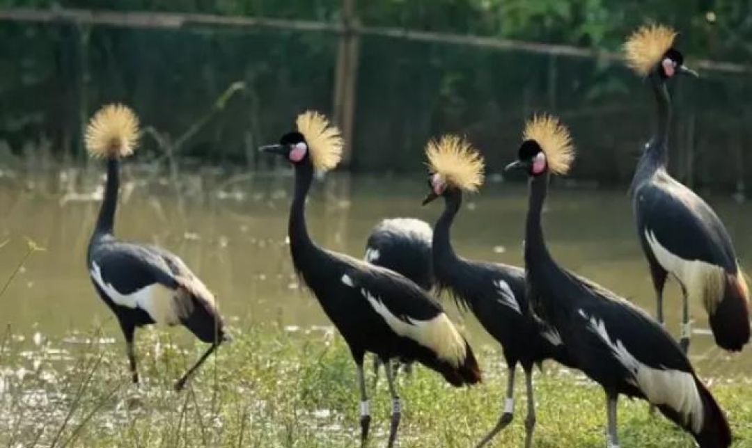 Melihat Berbagai Macam Burung Mancanegara di Taman Burung Nansha-Image-8
