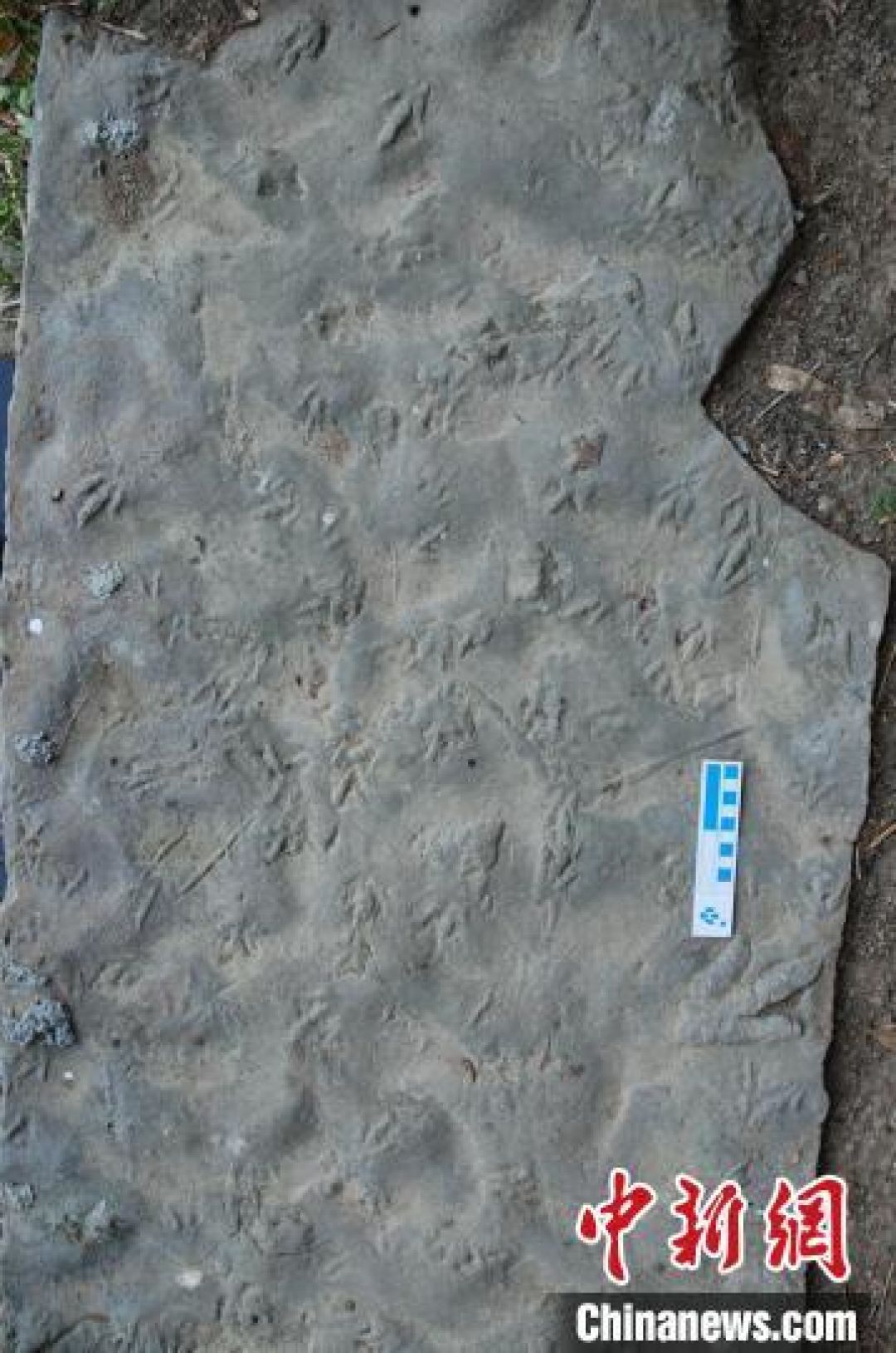 Jejak Kaki Dinosaurus Ditemukan di Kota Fushun-Image-3