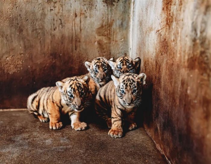 Nama Bayi Harimau Ini Terinspirasi dari Idiom Tiongkok-Image-1