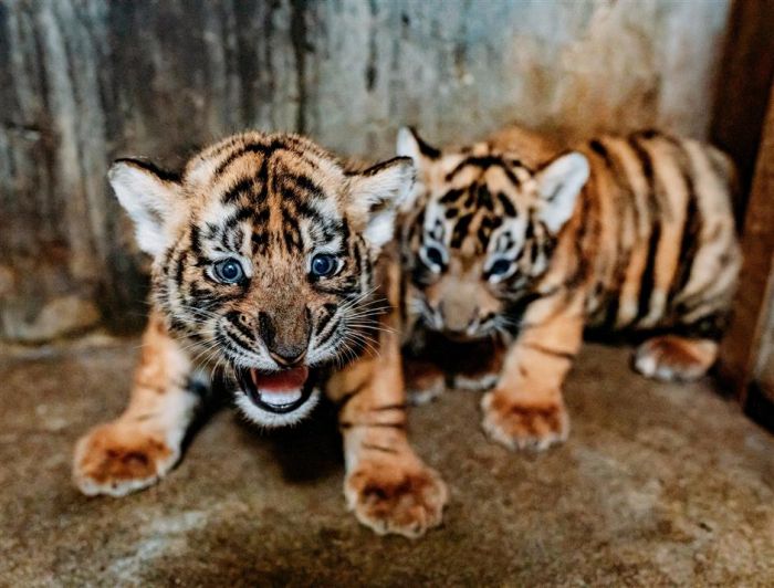 Kebun Binatang Shanghai Cari Nama untuk Bayi Harimau-Image-3