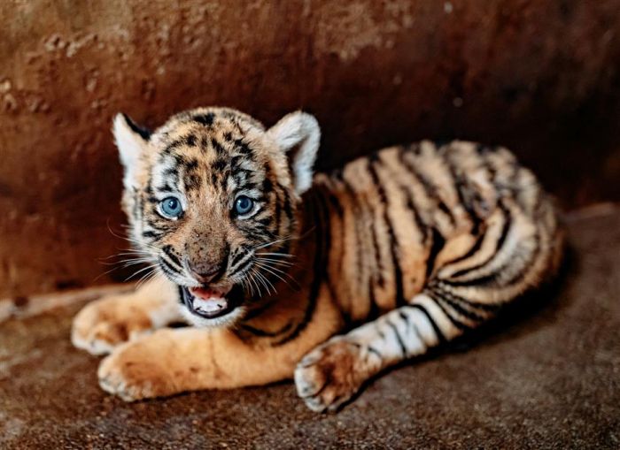 Kebun Binatang Shanghai Cari Nama untuk Bayi Harimau-Image-2