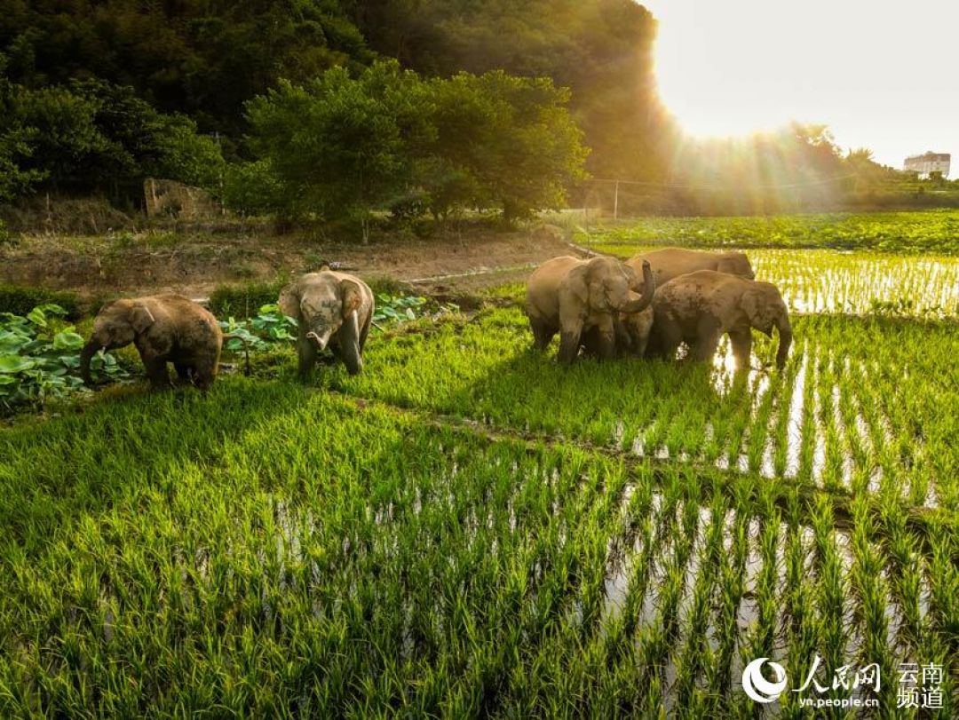 POTRET: Kawanan Gajah di Yunnan yang Bermigrasi-Image-1