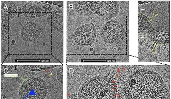 Melihat Virus COVID-19 Lebih Dekat-Image-1