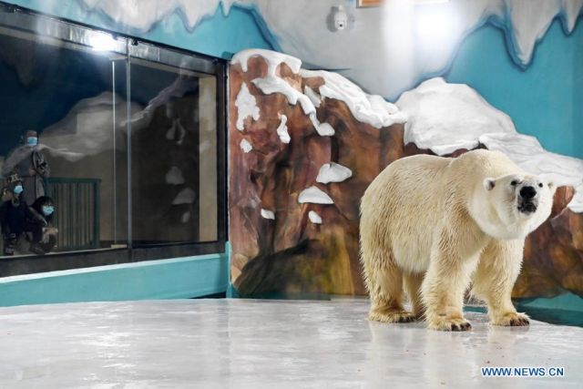 Harbin Polar Park, Taman Hewan Kutub dan Laut Terbesar di China-Image-1