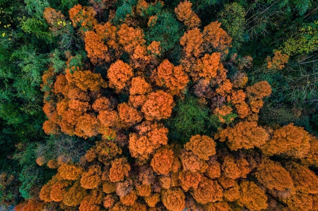 Deretan 5 Hutan Kayu Merah Fajar yang Indah di Tiongkok-Image-4