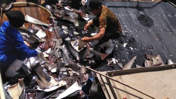 Habis Bunuh ABK Indonesia, Kapal Nelayan Tiongkok Lakukan Penangkapan Ikan Ilegal-Image-1