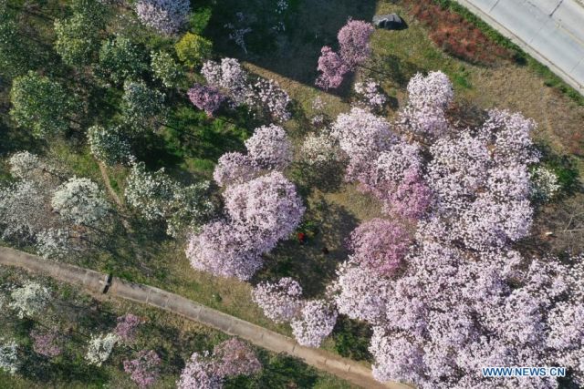POTRET: Pemadangan Bunga Musim Semi di Seluruh China-Image-1