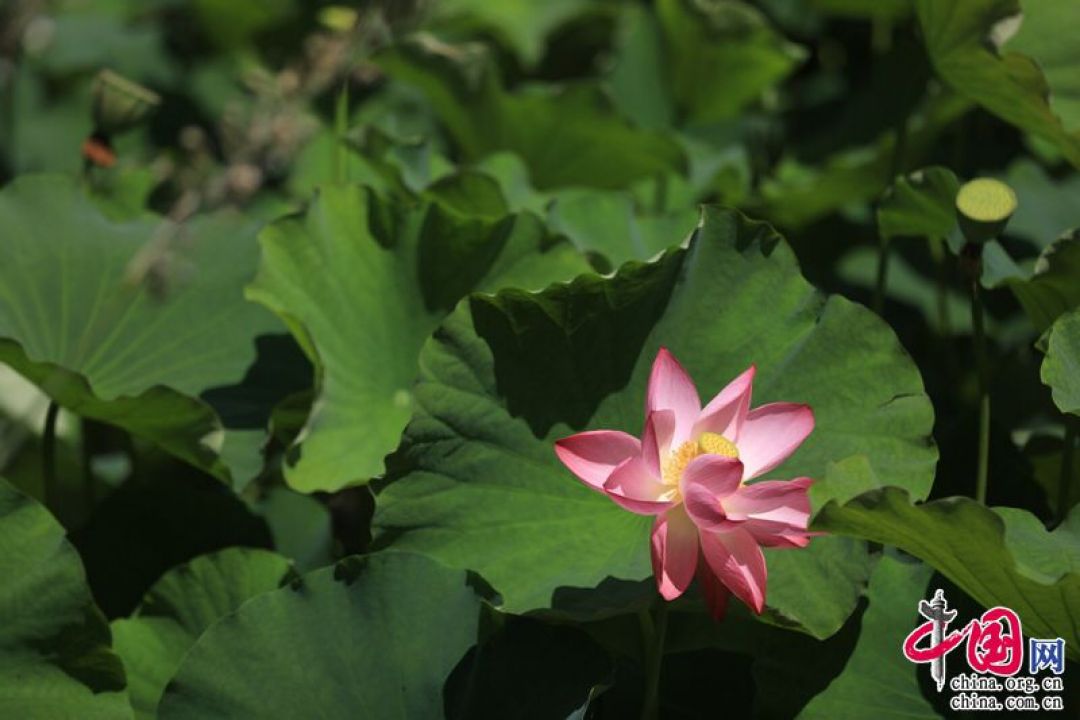 Pameran 10.000 Pot Bunga Teratai di Kunming-Image-2