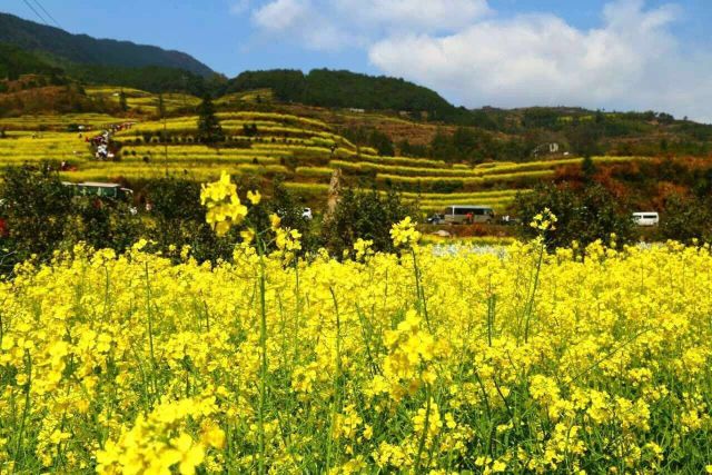 Inilah Aneka Bunga Terindah Dunia di China-Image-3