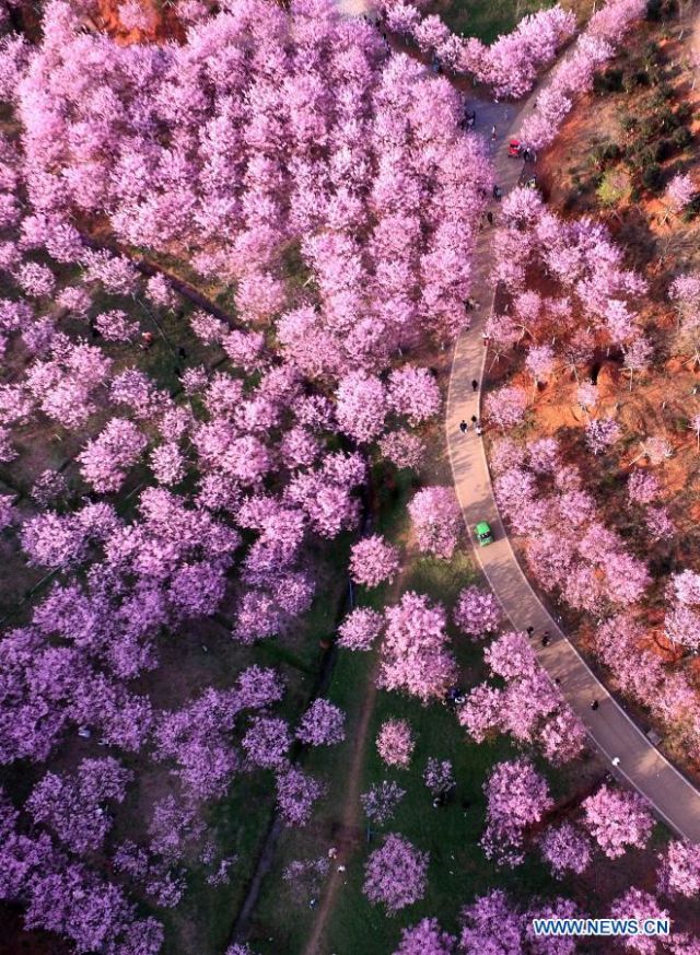 POTRET: Pemadangan Bunga Musim Semi di Seluruh China-Image-2
