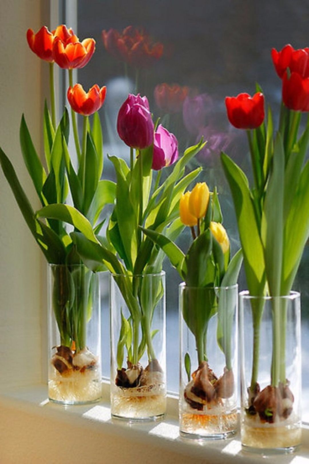 Хранение тюльпанов без воды. Выгонка тюльпанов. Тюльпаны дома на окне. Тюльпаны на гидропонике.