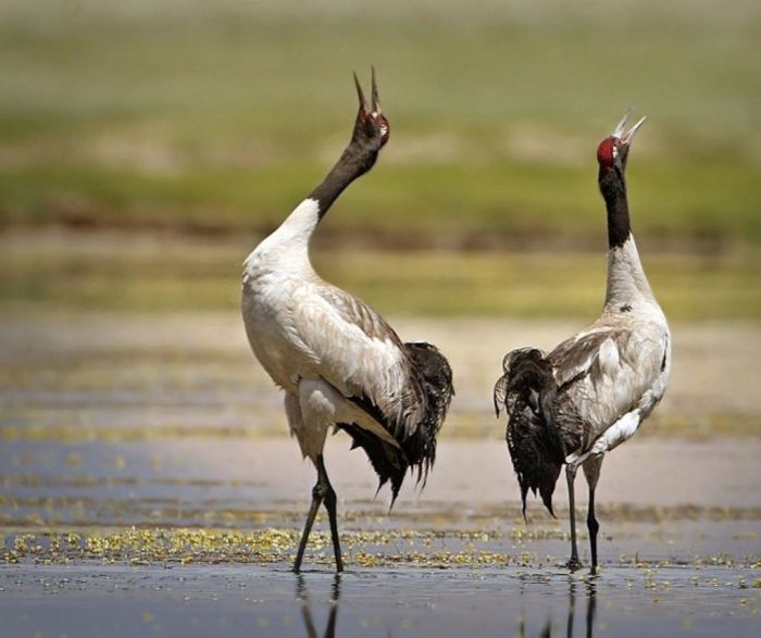 Ekosistem Membaik, Populasi Burung Bangau Berleher Hitam Meningkat di Qinghai-Image-1