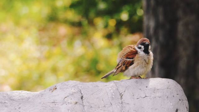 Burung Pipit pun di Beijing Dilindungi-Image-1