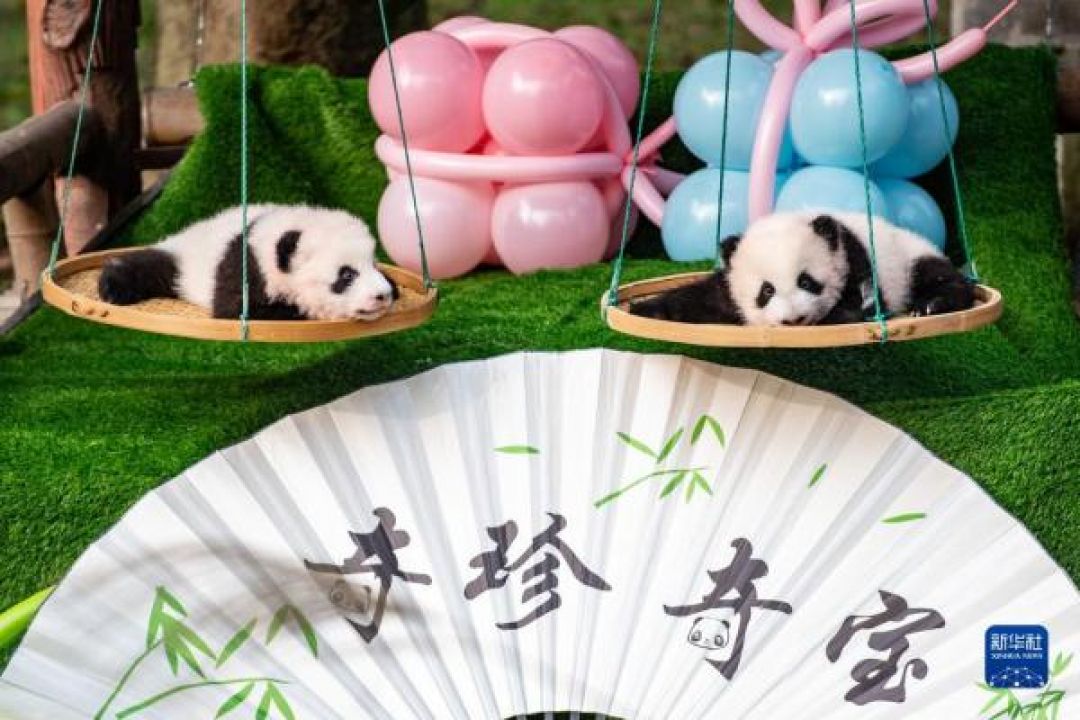 Bayi Panda Kembar Ini Lahir di Chongqing Zoo-Image-1