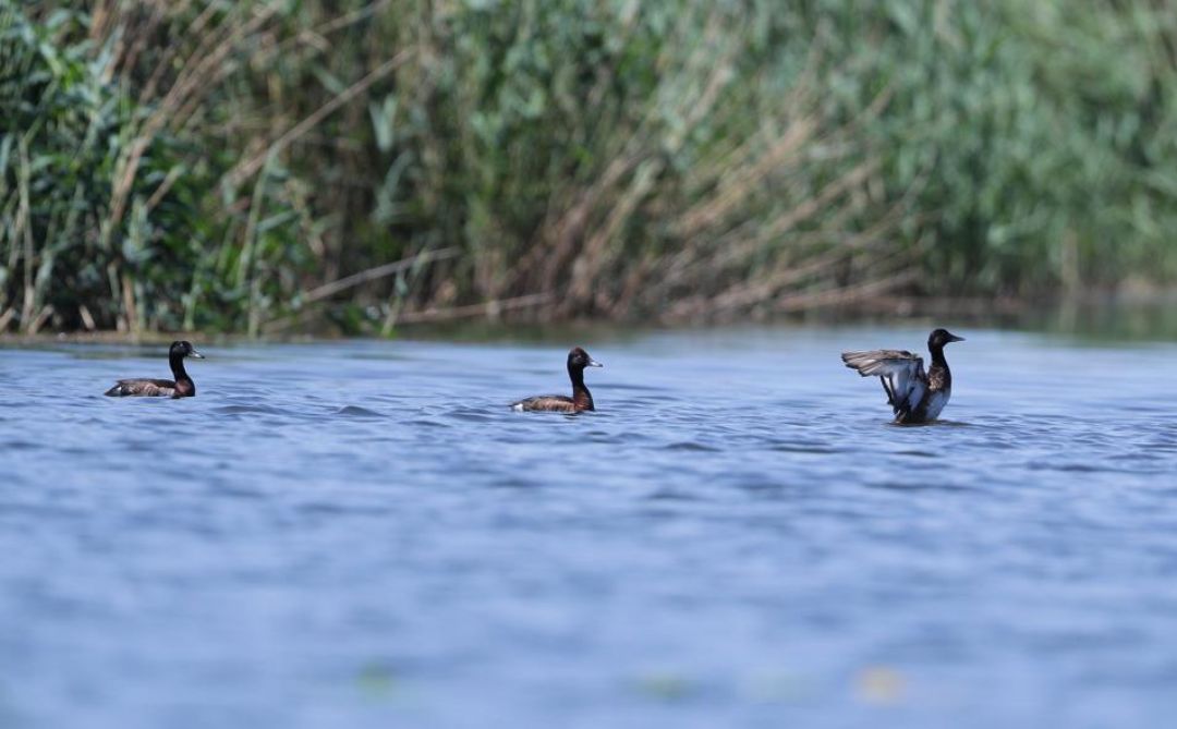 Jenis Bebek Nyaris Punah Nyelam di Hebei-Image-2