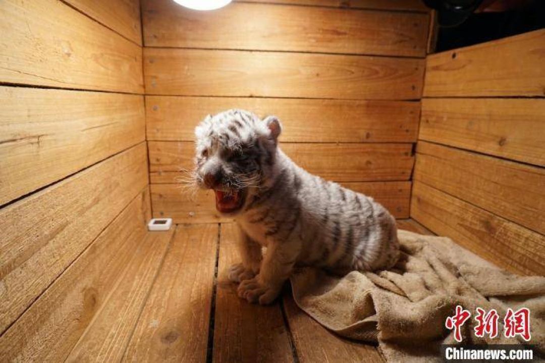 Wow... Macan Putih Wuxi Zoo, Lahir Jelang Tahun Macan-Image-1