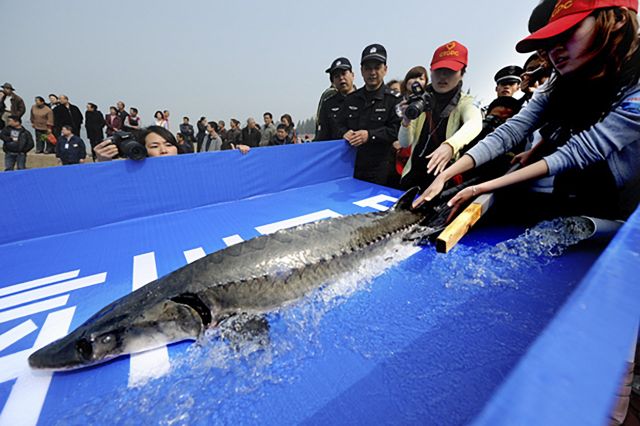China Lepas Ikan Sturgeon yang Nyaris Punah Ke Sungai Yangtze-Image-1