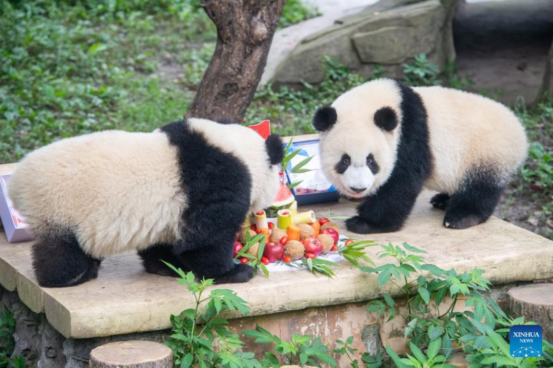 POTRET: Perayaan Ulang Tahun Panda di Kebun Binatang Chongqing-Image-2