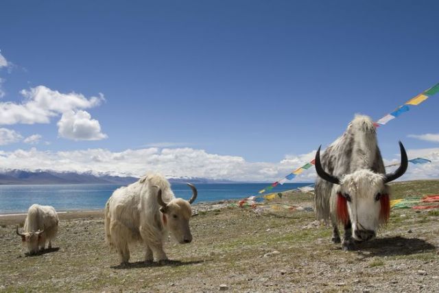 7 Destinasi Wisata Memukau di Tibet-Image-2