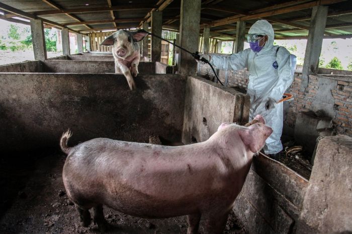Demam Babi Afrika Kembali Muncul di China-Image-1