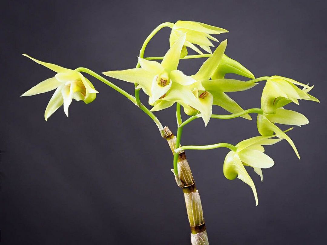 Dendrobium, Satu Dari Sembilan Ramuan Abadi China-Image-1