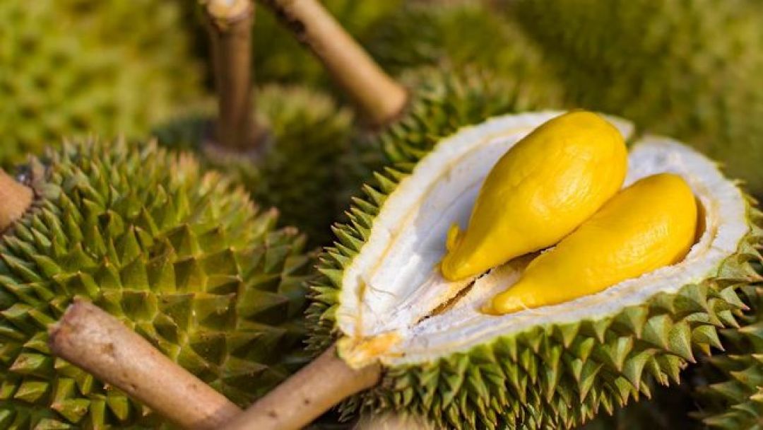 Kulit Durian Bisa Jadi Perban Antibakteri untuk Mempercepat Penyembuhan Luka-Image-1