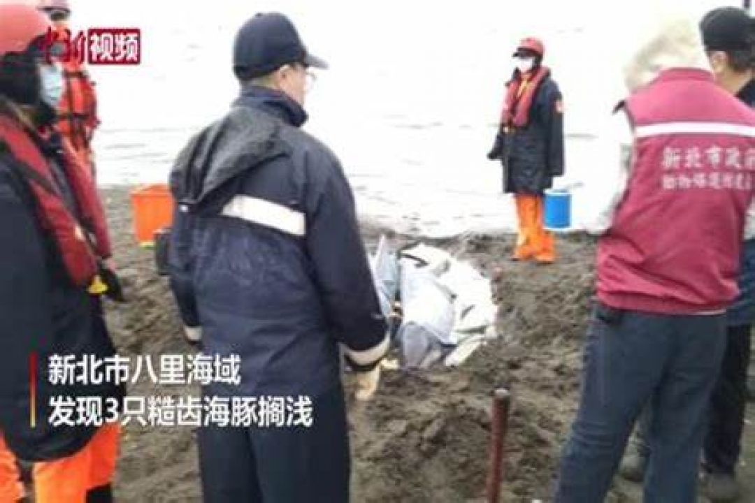 Banyak Lumba Lumba Terdampar di Taiwan-Image-2