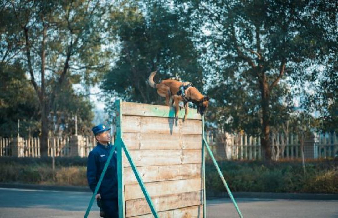 Anjing Beibei Dikuburkan dengan Upacara Resmi-Image-1