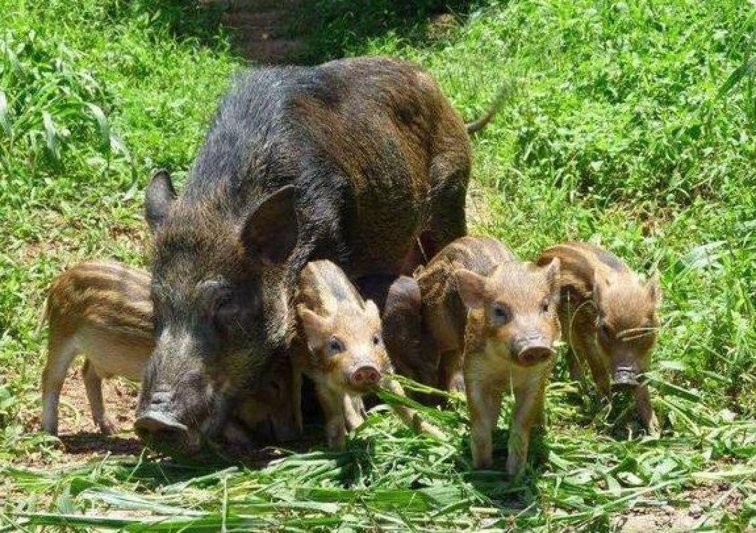 China Cegah Cegah Perburuan Liar dan Pengendalian Babi Hutan Serang Warga-Image-1