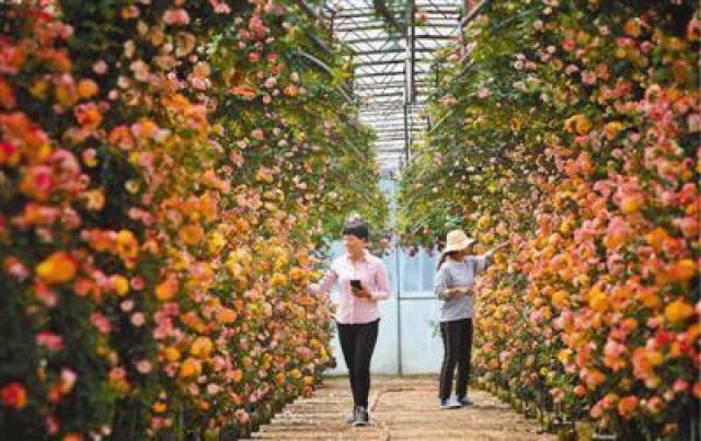 Beijing Akan Selenggarakan Festival Budaya Bunga Mawar-Image-1