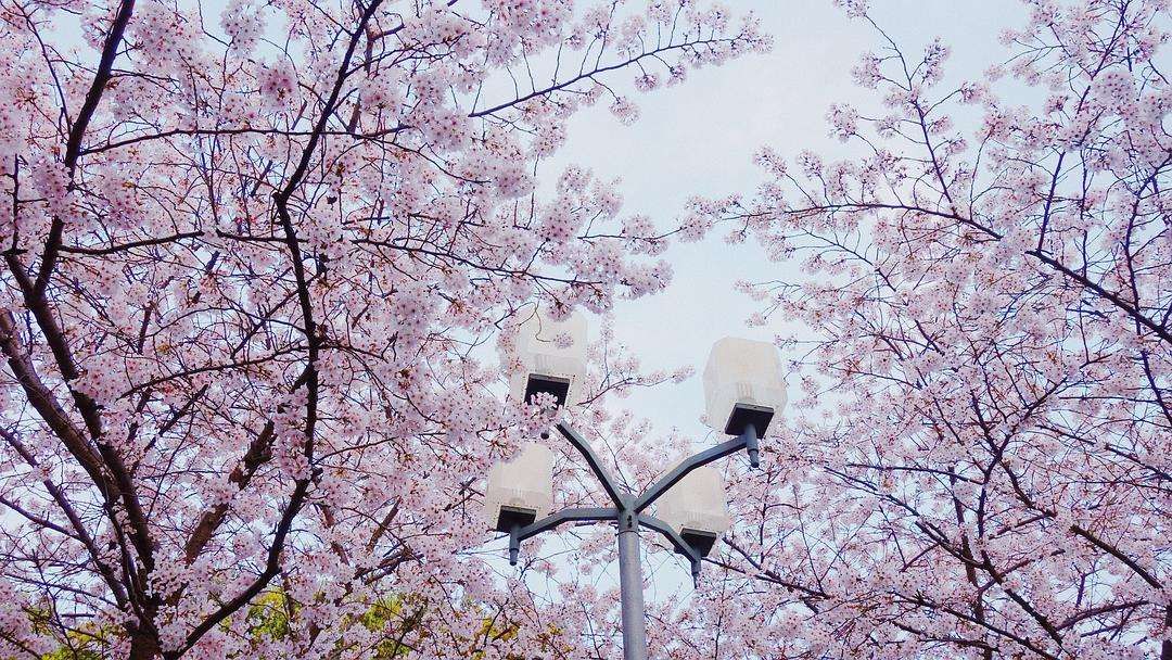 Tari Bangau di Taman Sakura, Bak Sepotong Surga di Bumi-Image-2