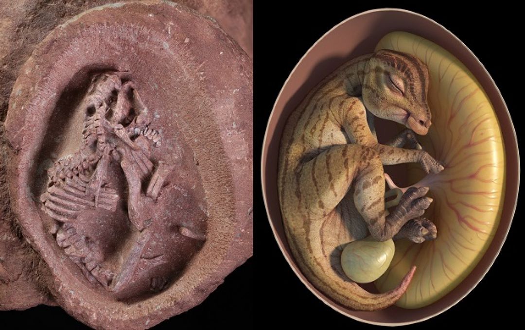 Ilmuwan China Susun Embrio Kadal Hadrosaurus-Image-3